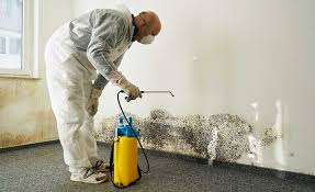 Best Basement Mold Removal  in North Lima, OH