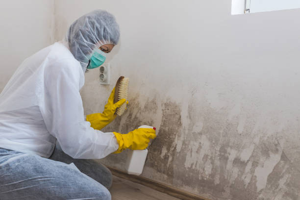 Best Commercial Mold Inspection  in North Lima, OH